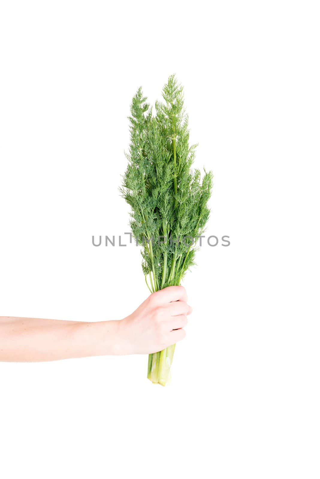 Dill isolated on white in human hand