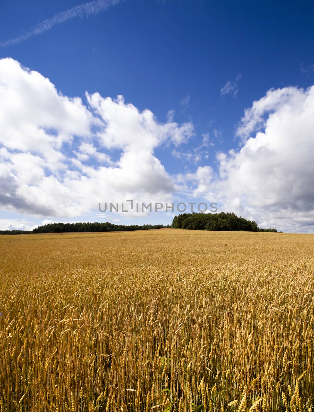   a field on which mature wheat grows.