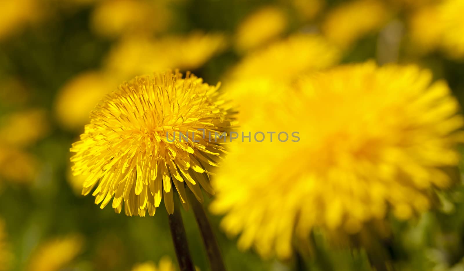   photographed by a close up yellow flowers of a dandelion.