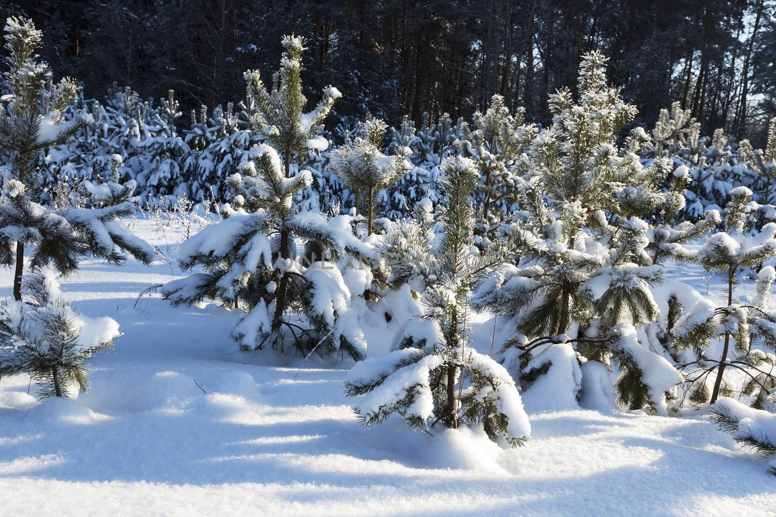fir-tree in the winter   by avq