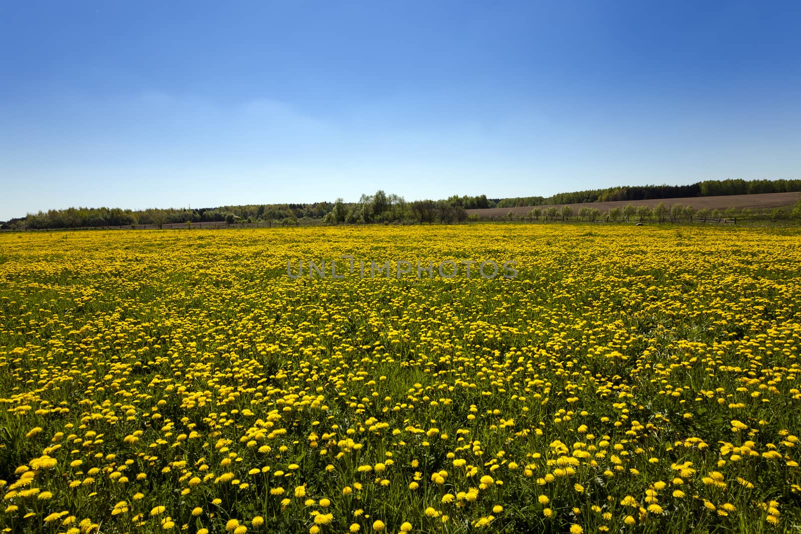   agriculture field where a large number of flowering dandelions. Blue sky.