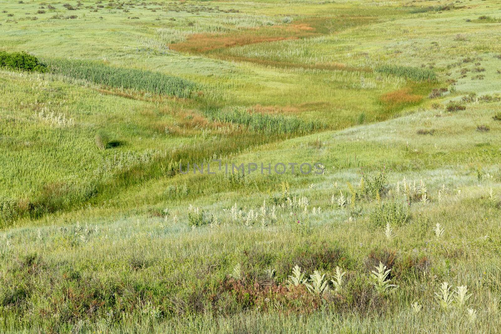 green prairie at Rocky Mountains foothills by PixelsAway