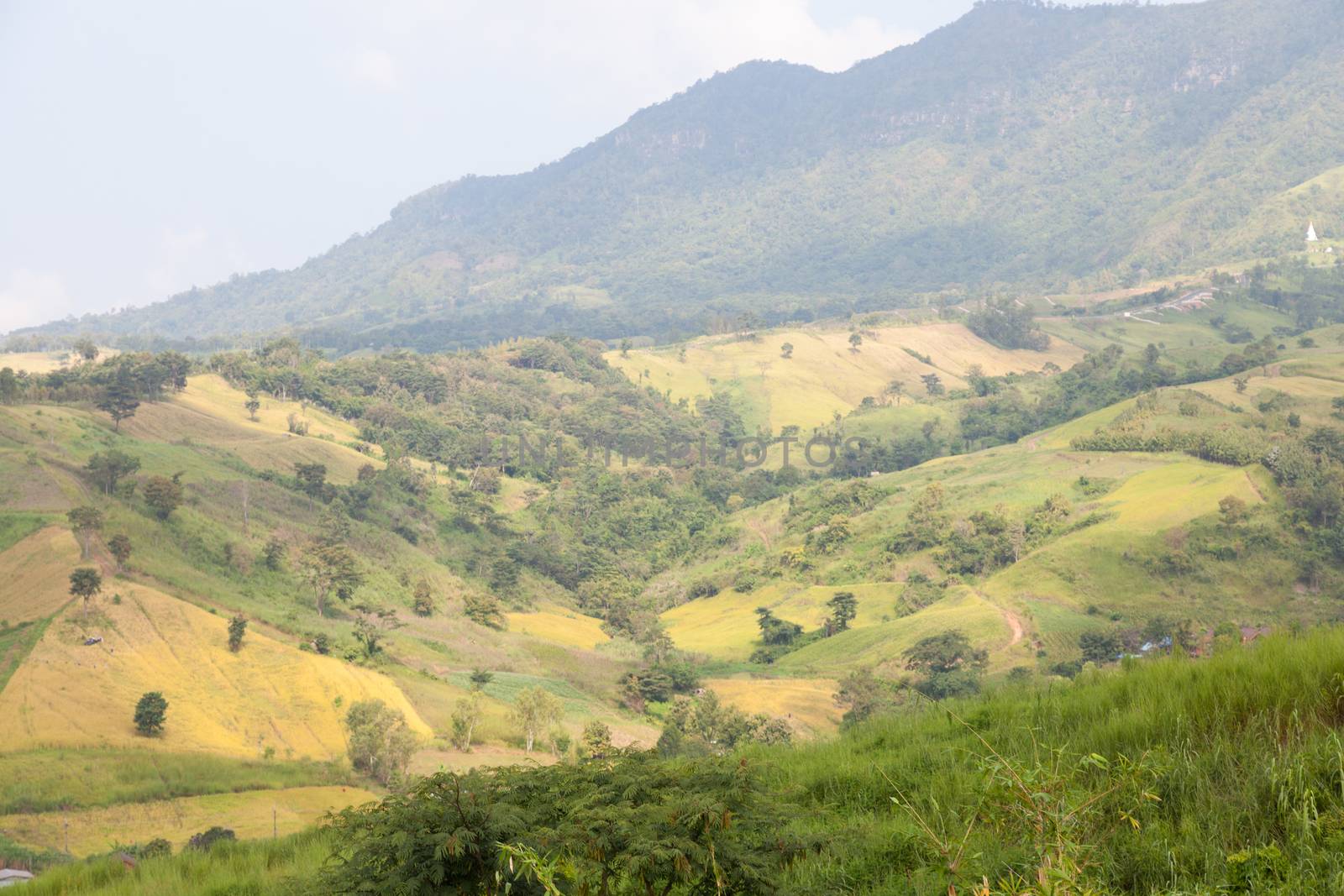 Forest destruction. The condition of forests on the mountains destroyed nature.