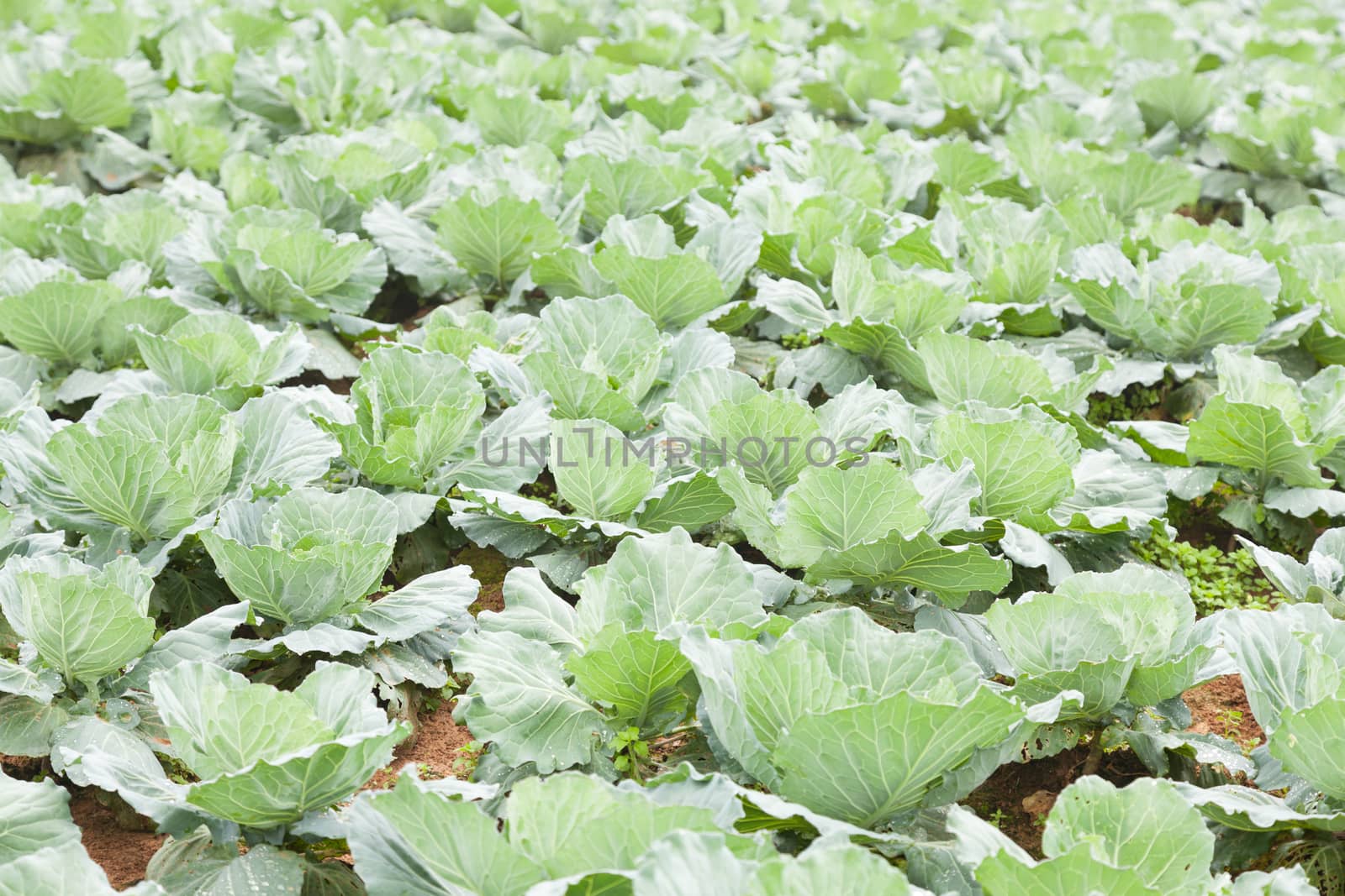 Agriculture cabbage by a454