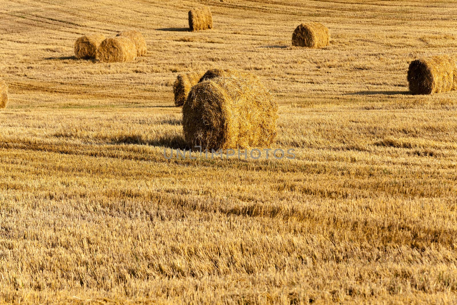  the straw put in a stack after wheat harvesting
