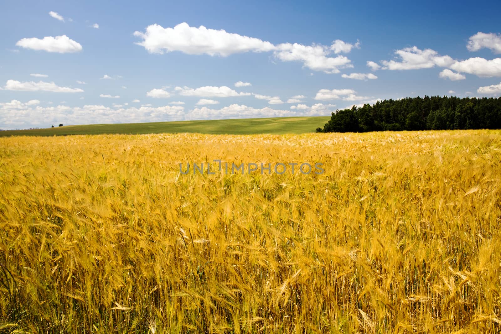   a field on which mature wheat grows.