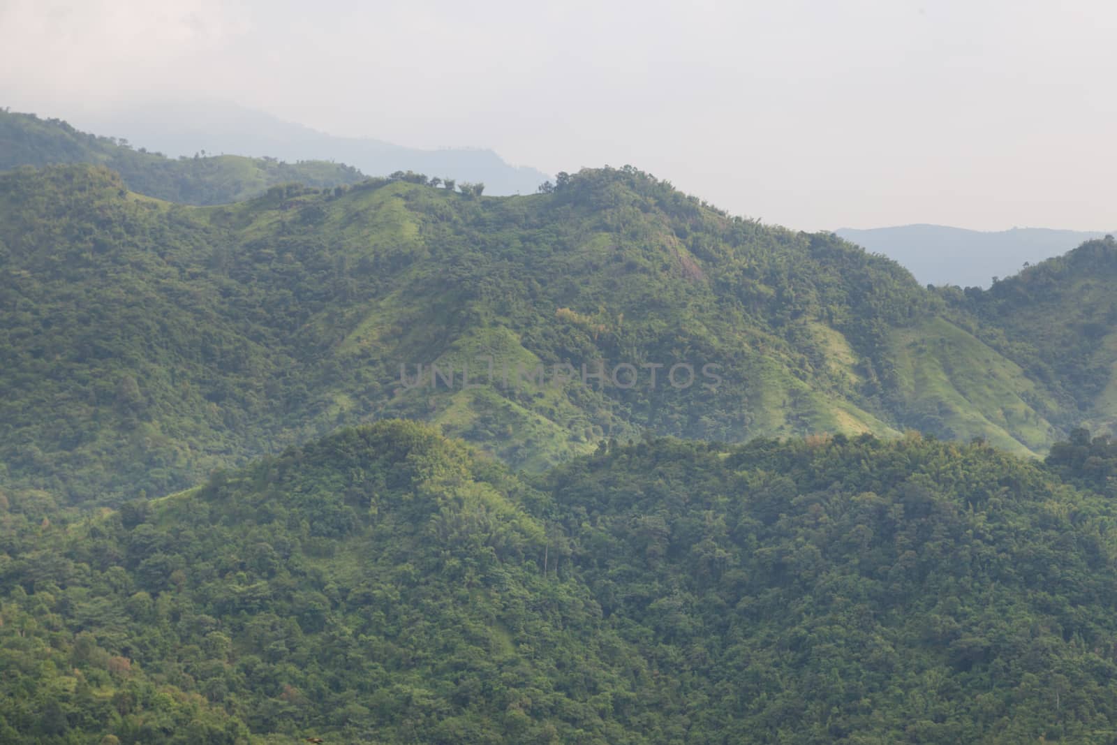 forest on mountain.The tree-covered slopes of the mountain area. Fertile area