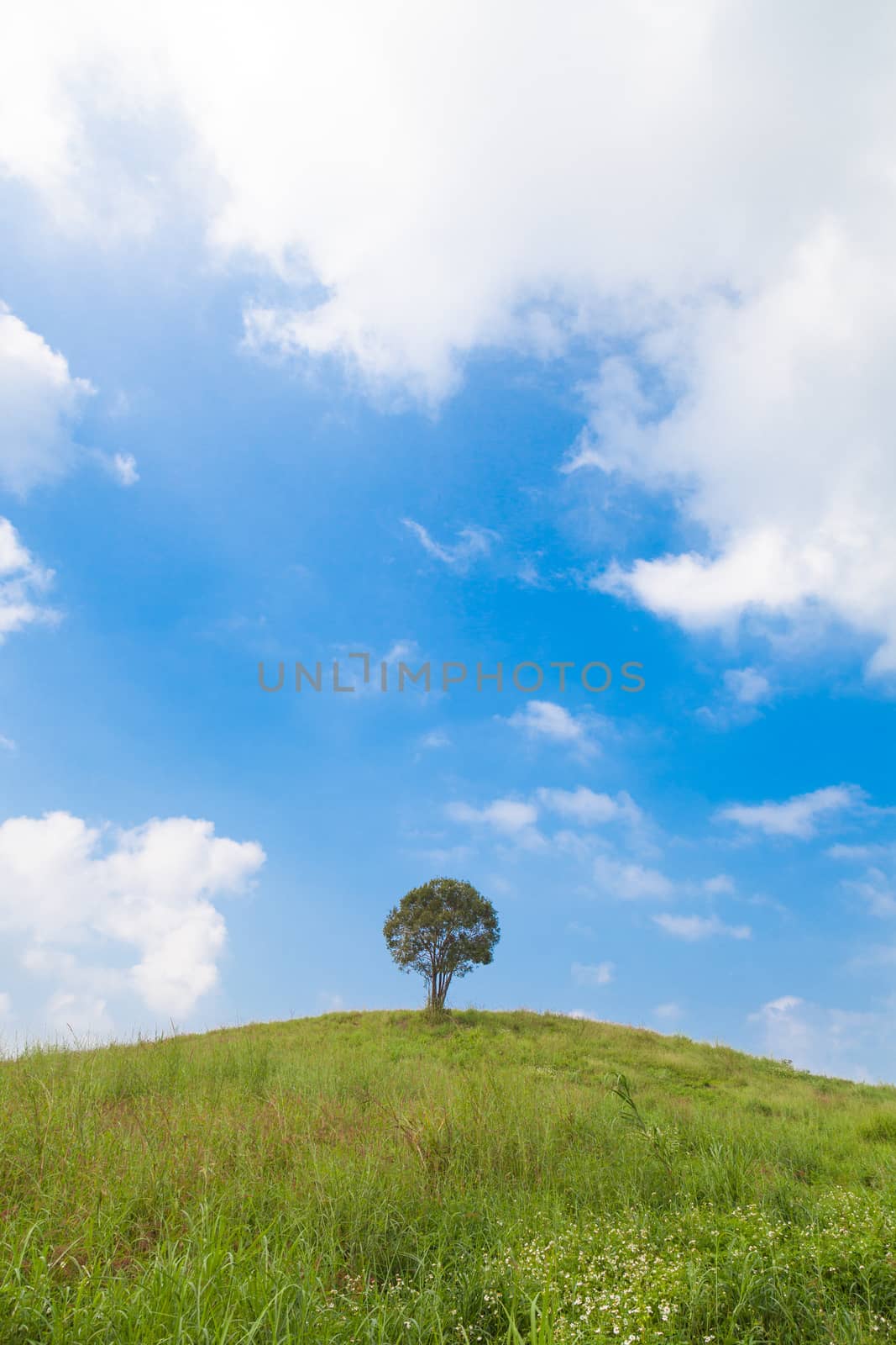 big tree on the hill by a454