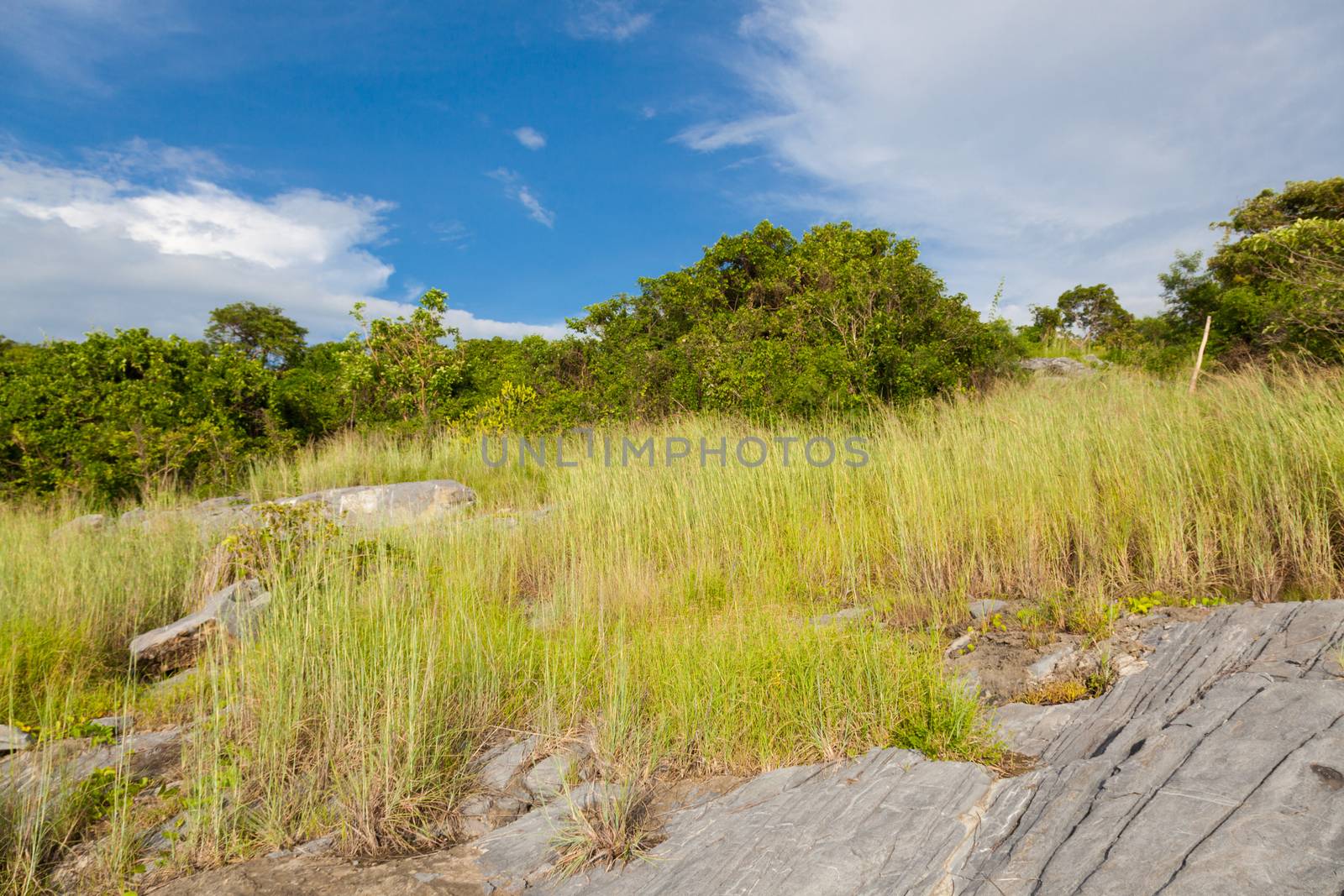 Meadow on the hill by a454