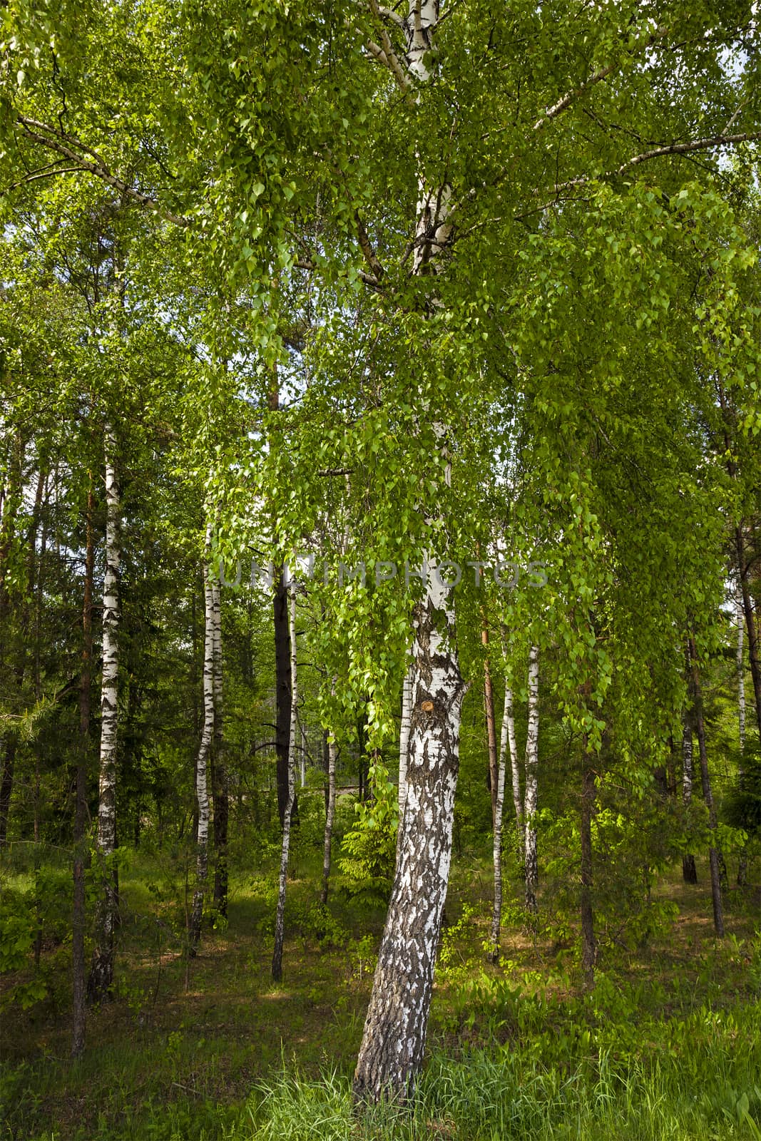   a small birch grove in the summer.