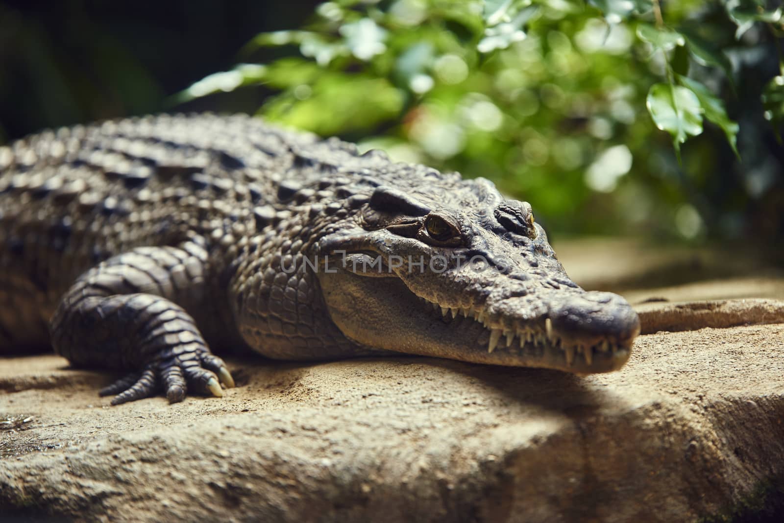 Phillippine crocodile on top of rock, with red leaves in the out-of-focus background.