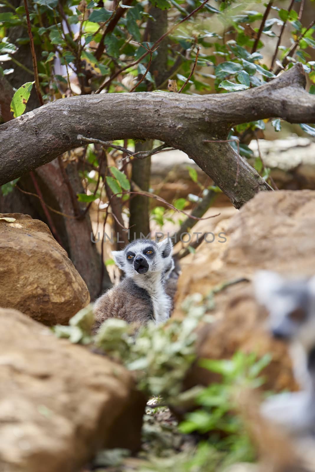 A lemur mid-call amongst rocks and greenery