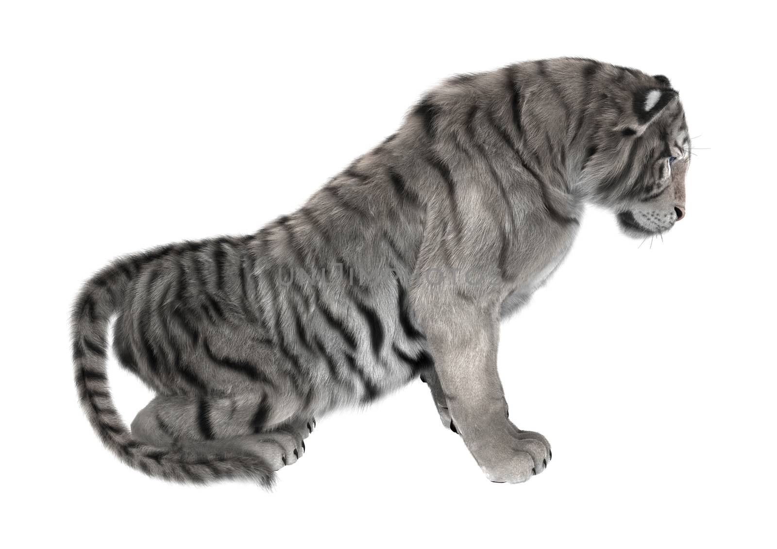 3D digital render of a white tiger isolated on white background