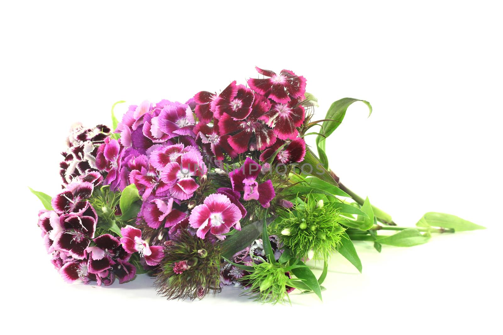 a bouquet of Sweet William on a light background