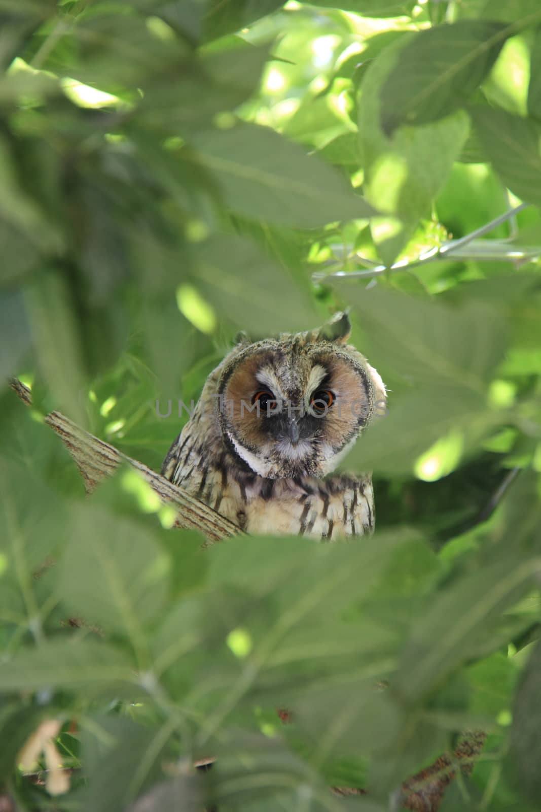 owl on green tree by mturhanlar