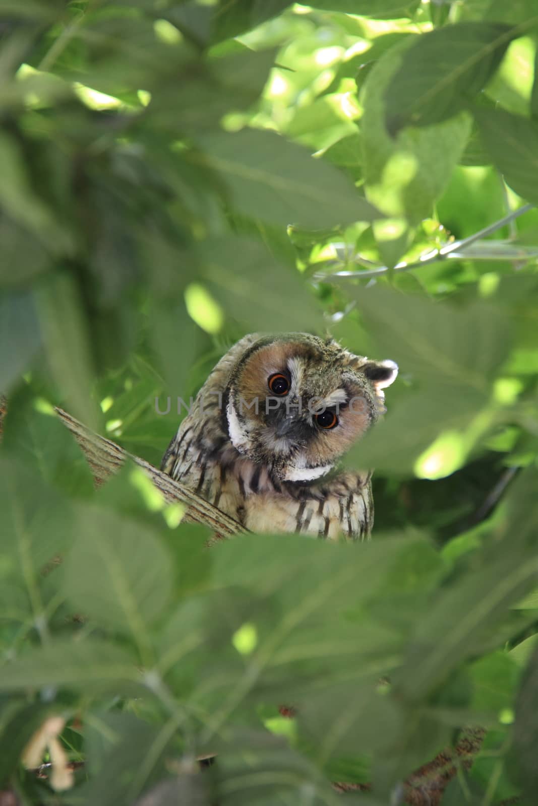 bewildered owl looking on tree