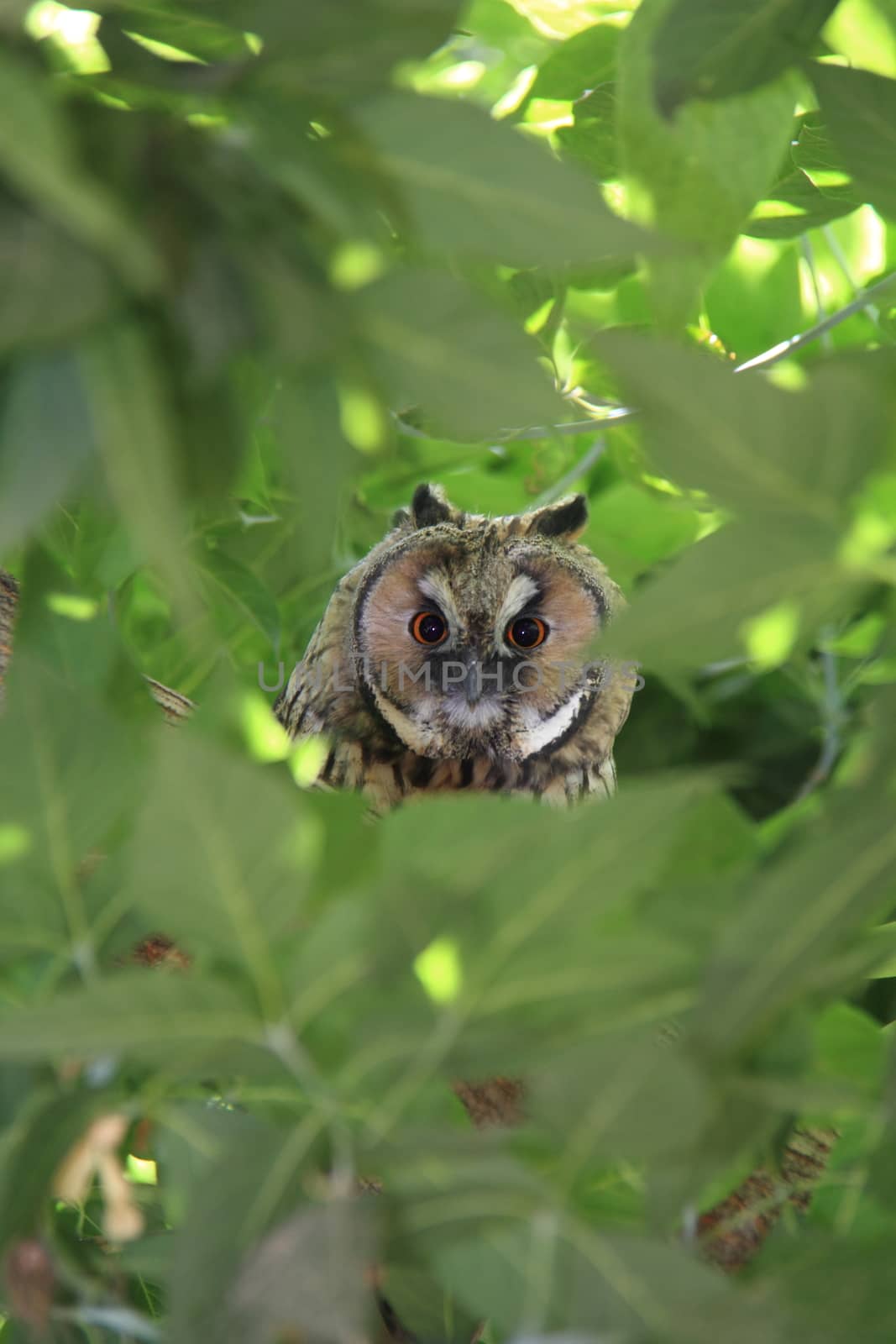 owl on green tree by mturhanlar