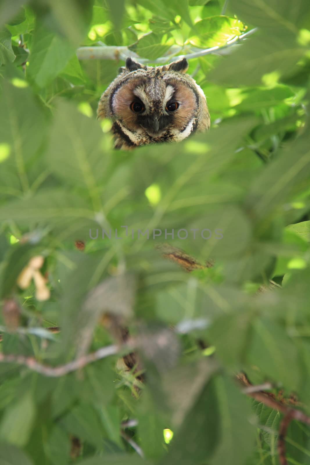 bewildered owl looking on tree