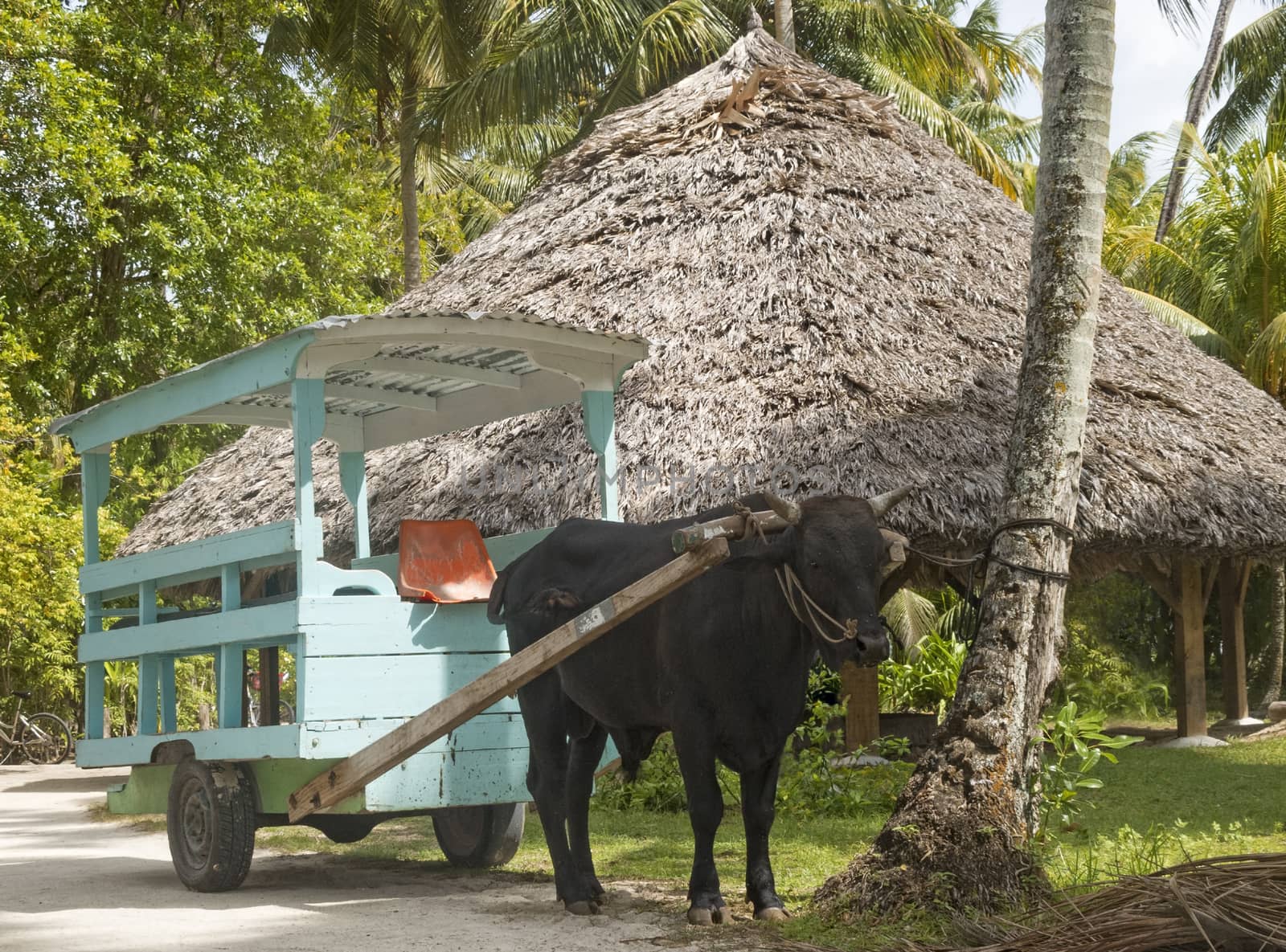 ox cart by snafu