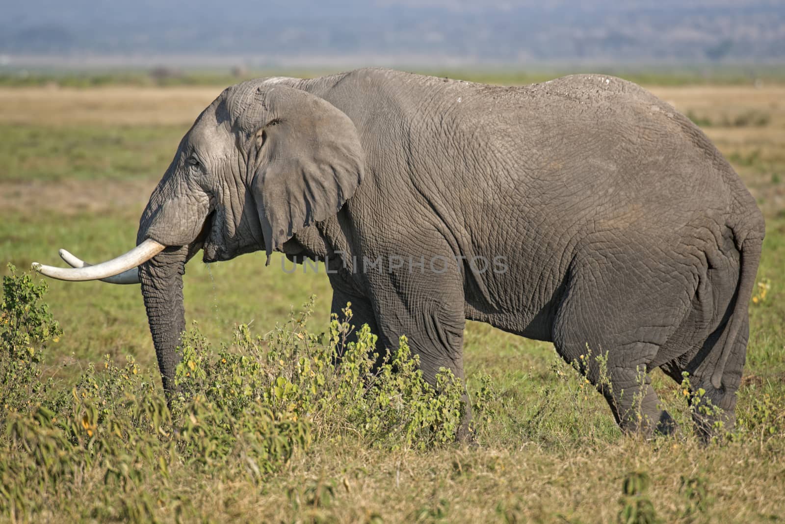 Male African Elephant by snafu