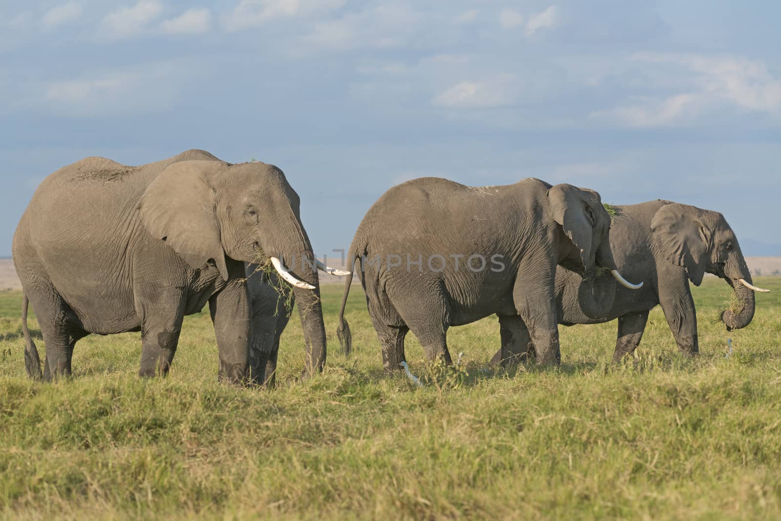  Herd of African Bush Elephants  (Loxodonta africana) , Amboseli, Kenya