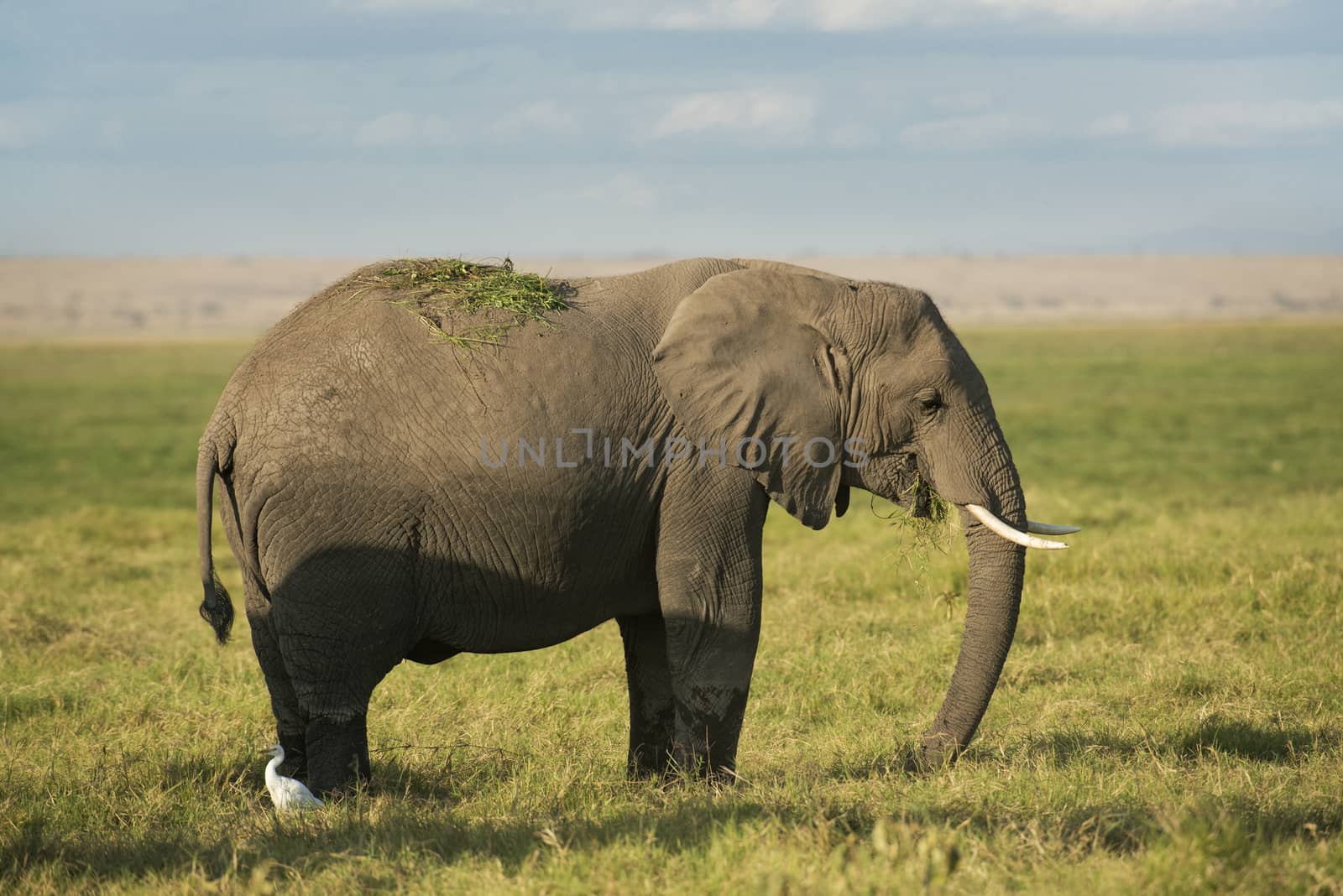 African elephant, female, Amboseli, Kenya