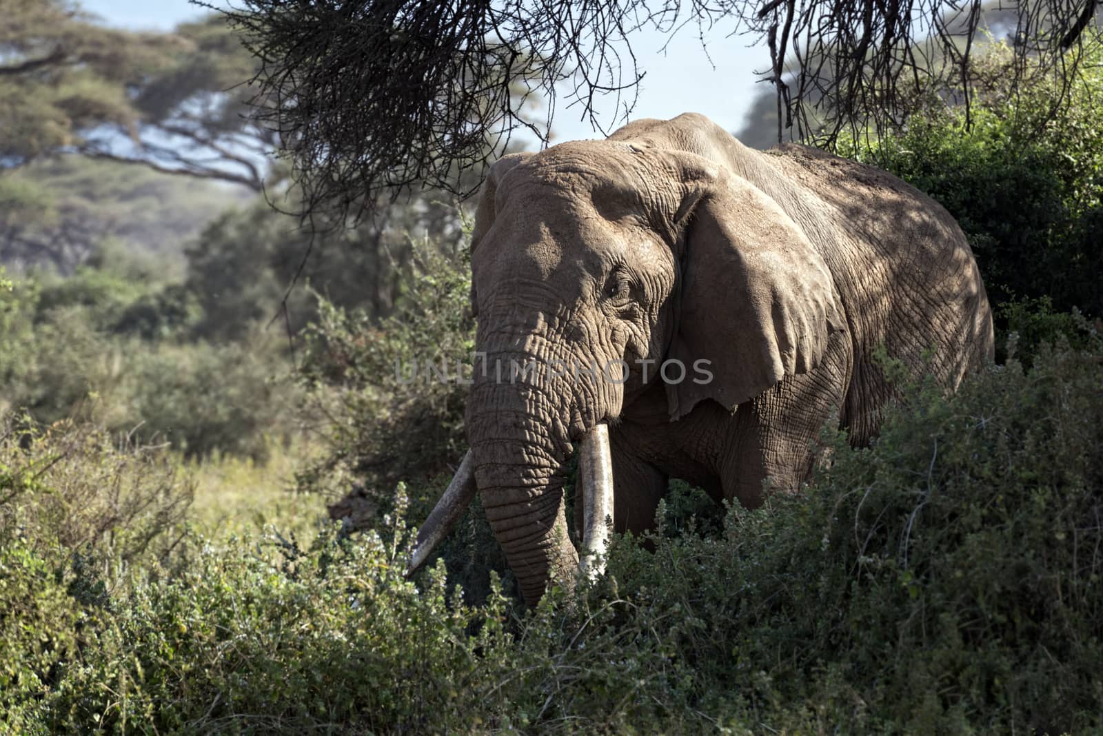 African elephant, Amboseli National Park, Kenya 