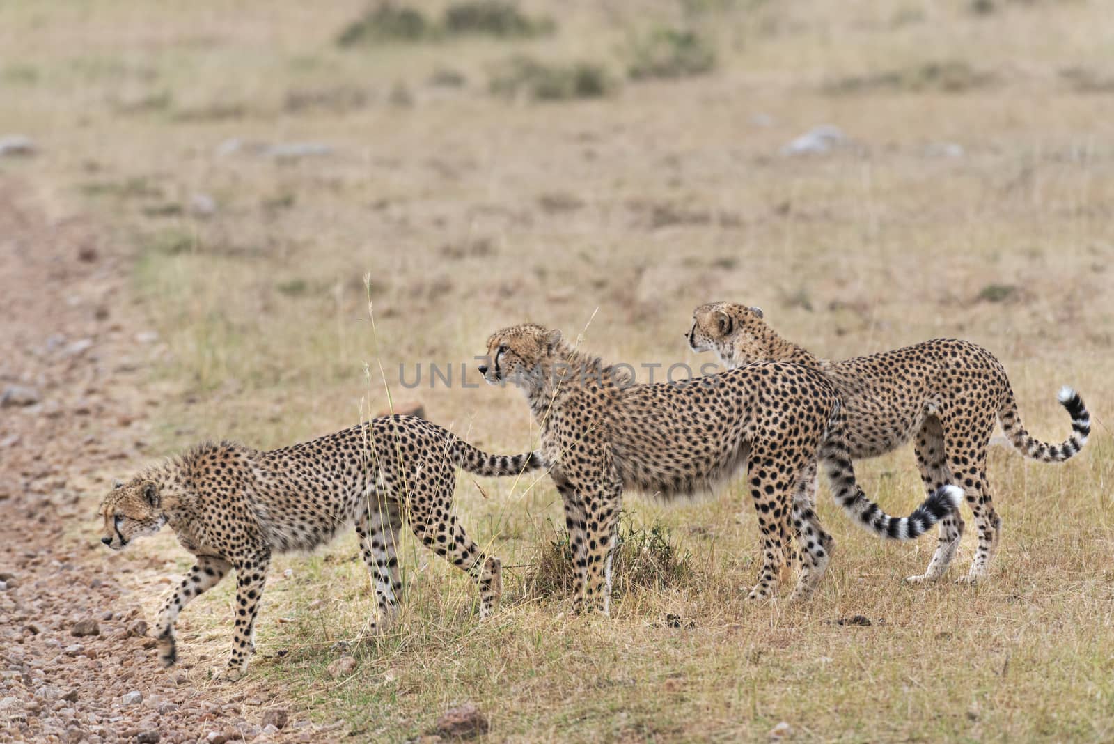 Pride of cheetahs crossing country road at  Masai Mara National Reserve, Kenya, East Africa