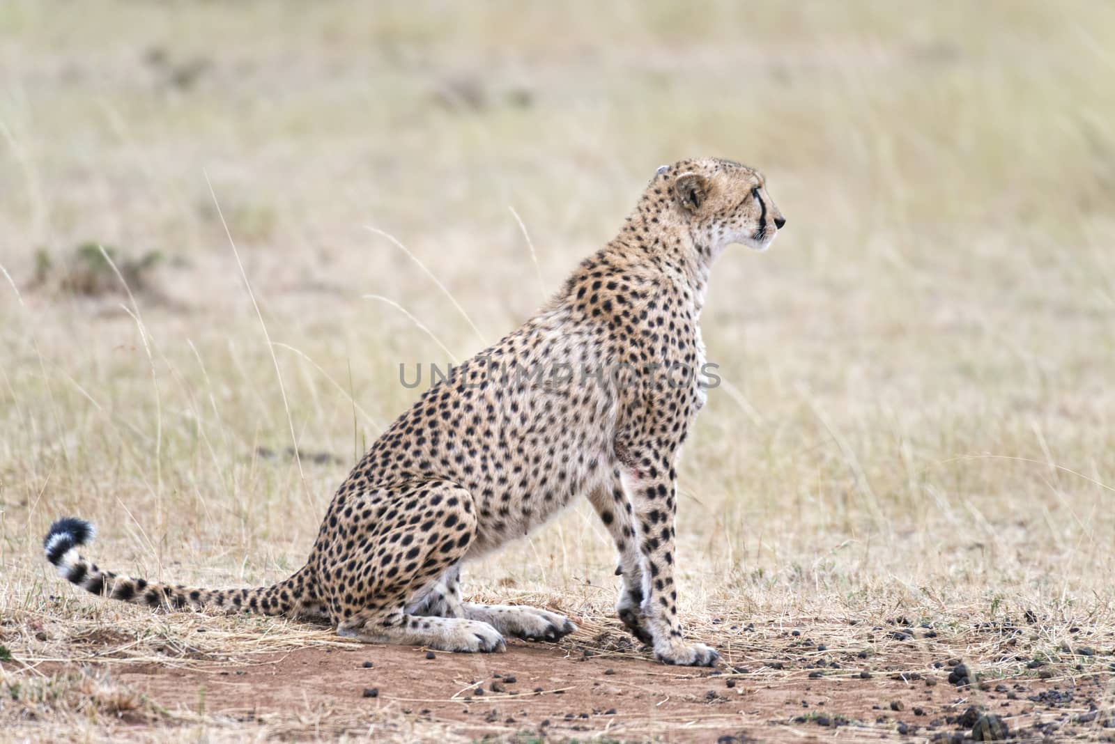 Adult African cheetah, Masai Mara National Reserve, Kenya, East Africa