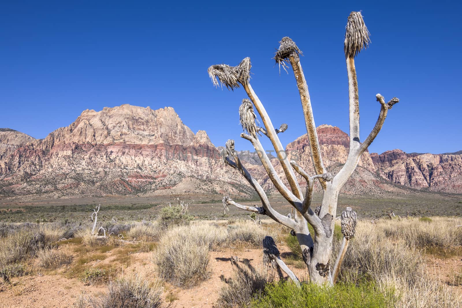 Dead Joshua tree in Red Rock Canyon desert, Nevada by shakzu