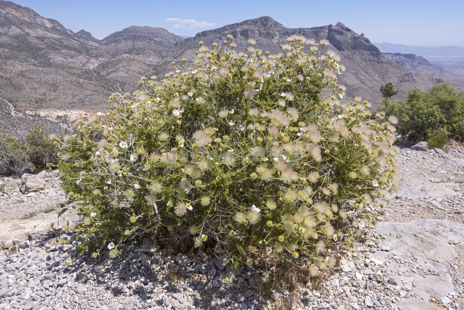 Beautiful big Fallugia paradoxa Apache plume bush in full bloom on top of Turtle Head Peak in Red Rock Canyon, Nevada