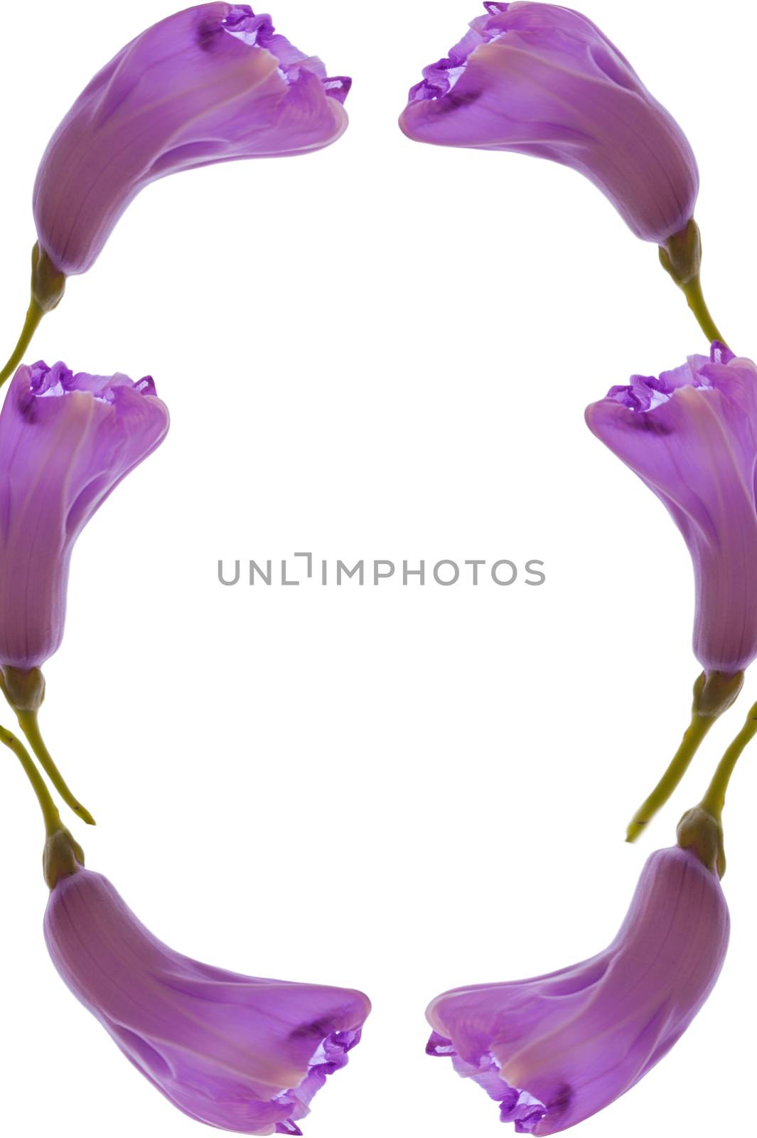 Flower picture frame Isolated on white background