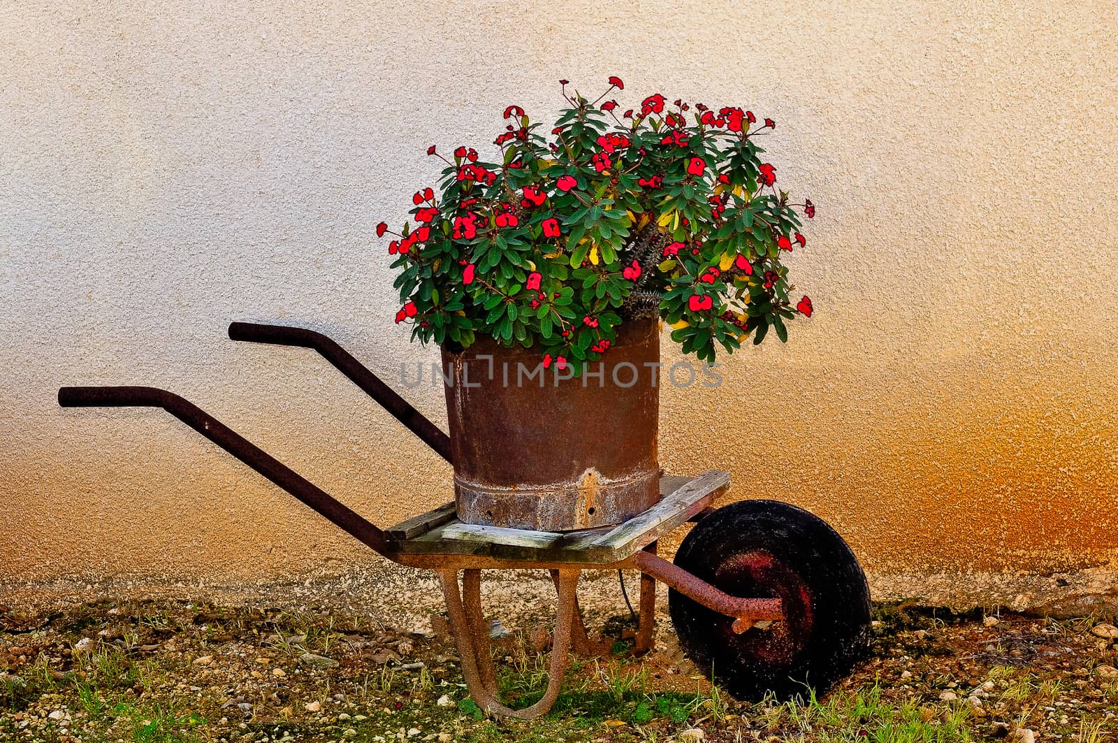 
Red flowers in a rusty barrel in a wheelbarrow near the walls of rural houses 