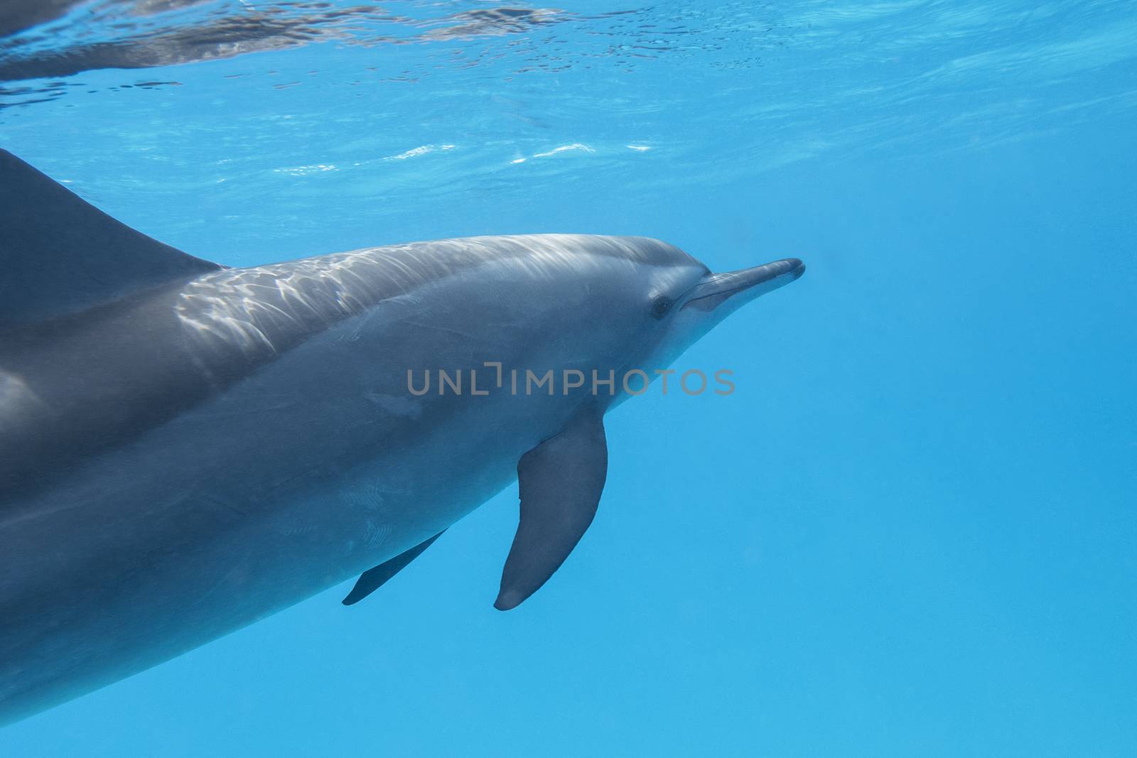 single dolphin in tropical sea, underwater