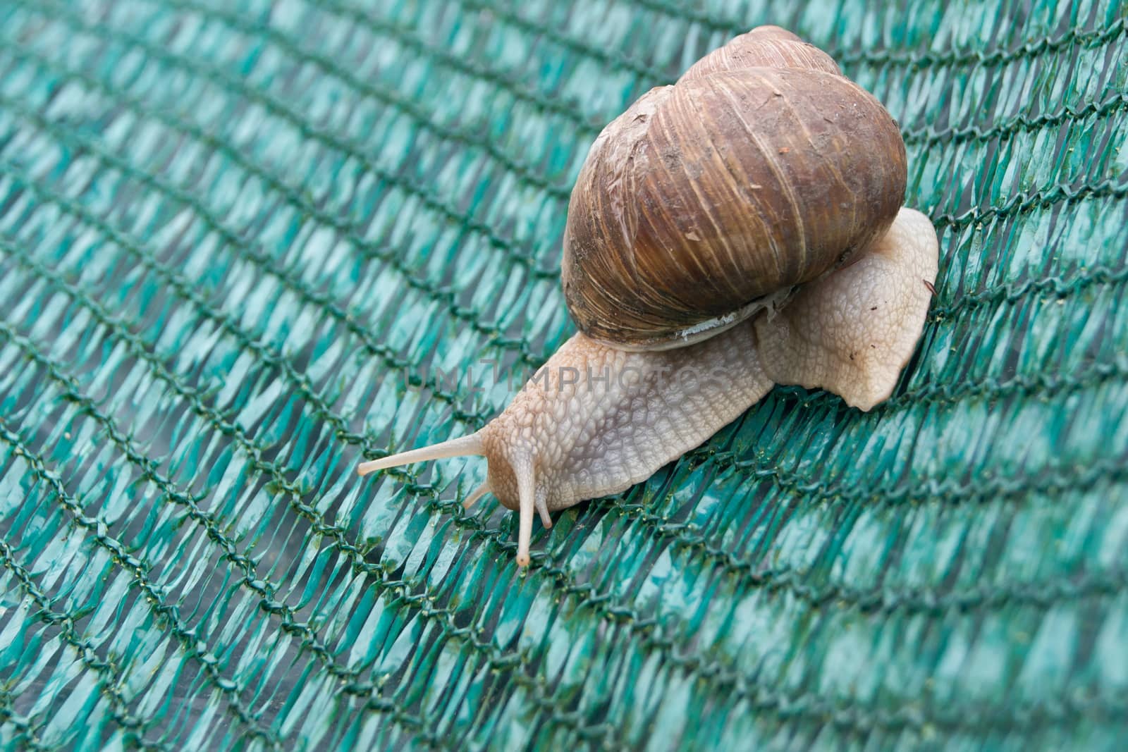 Snails (Helix pomatia) crawling on green mesh.