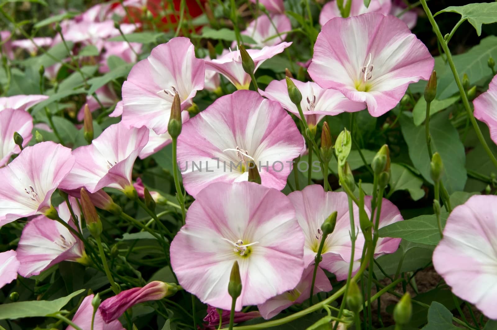 Bindweed (Convolvulus arvensis) pink flower in the garden.