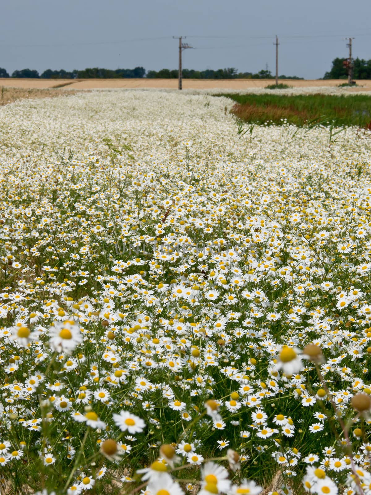 The field of medicinal plants blooming chamomile.