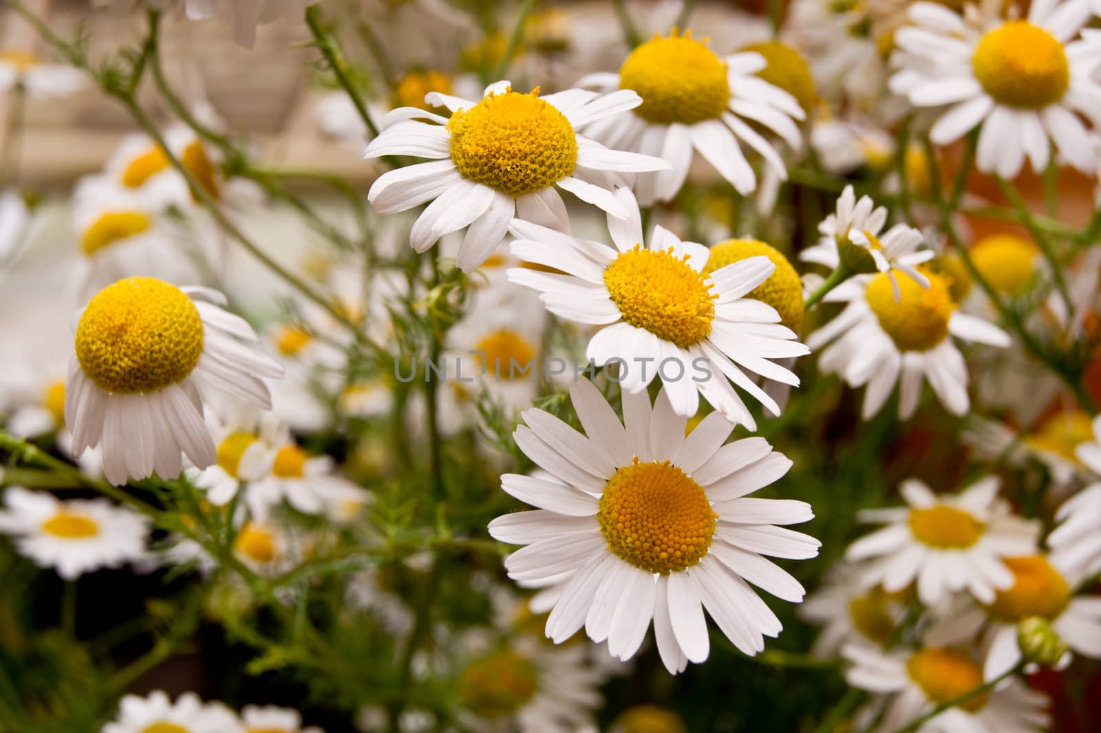 The field of medicinal plants blooming chamomile.