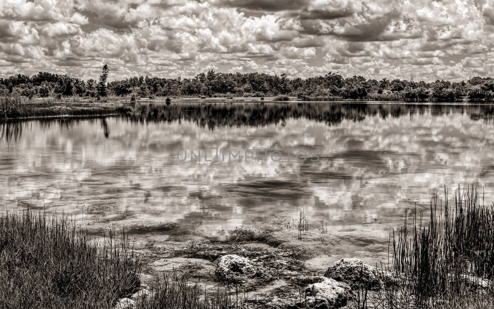 Florida Everglades Lake, Black and White, Landscape