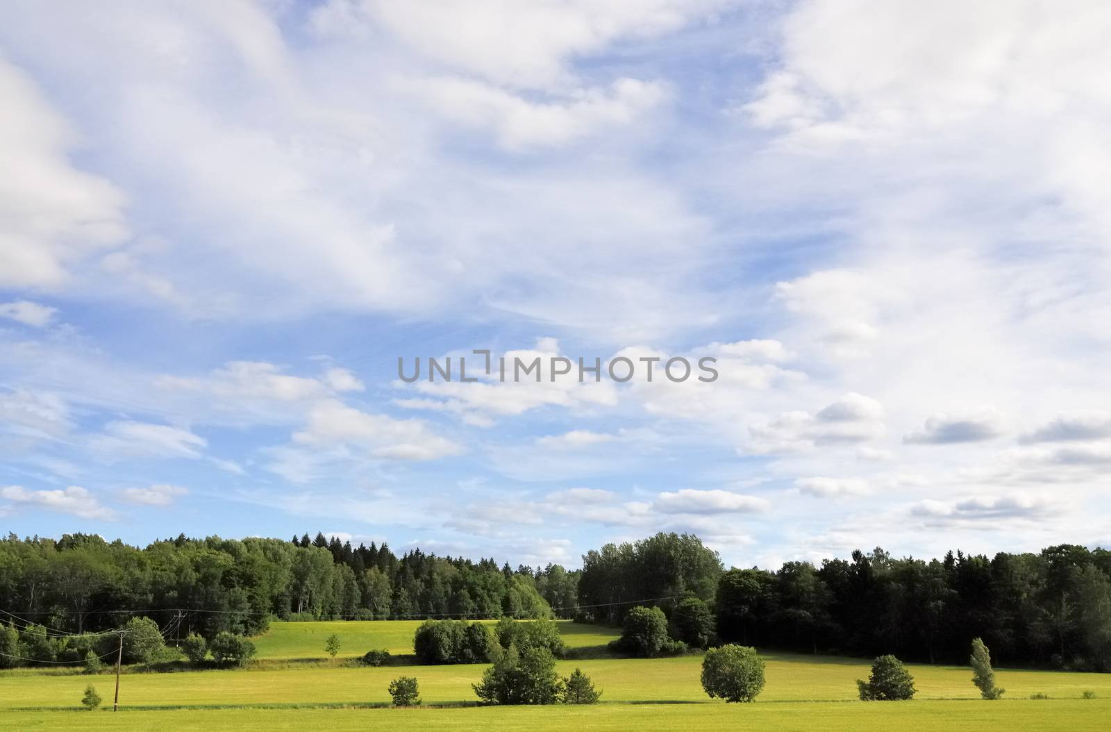 Trees on the horizon, on a bright summers day. Ekerö, Sweden.