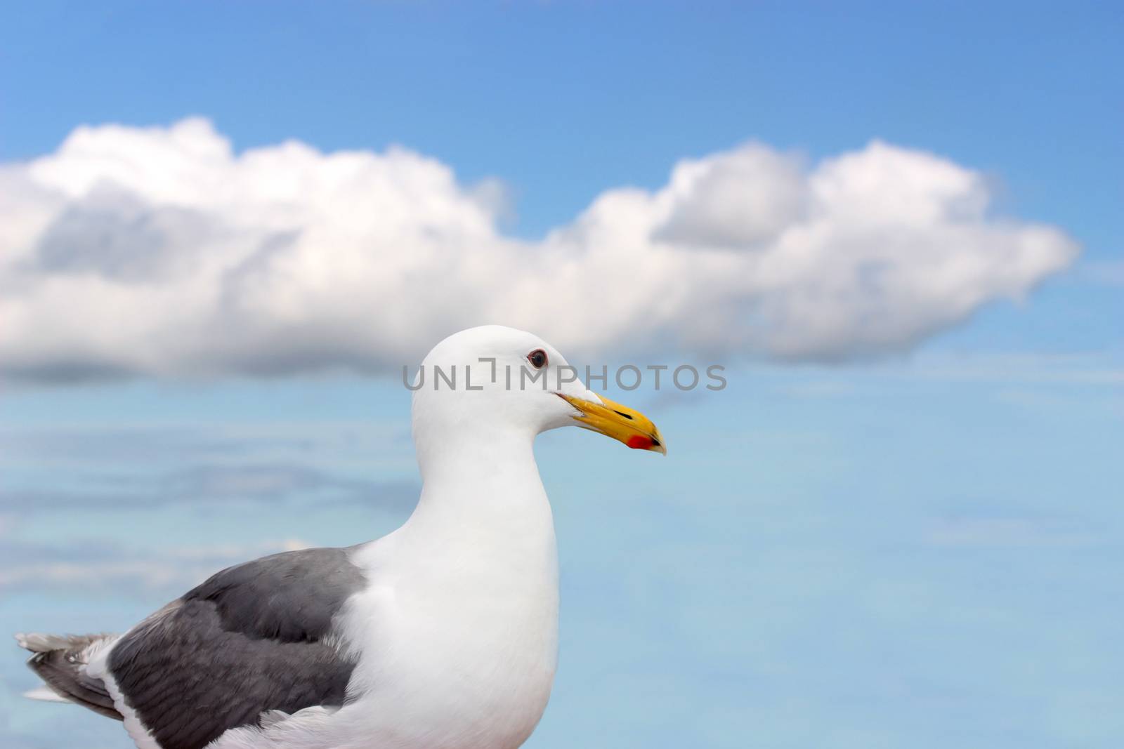 Beautiful white seagull under blue sky