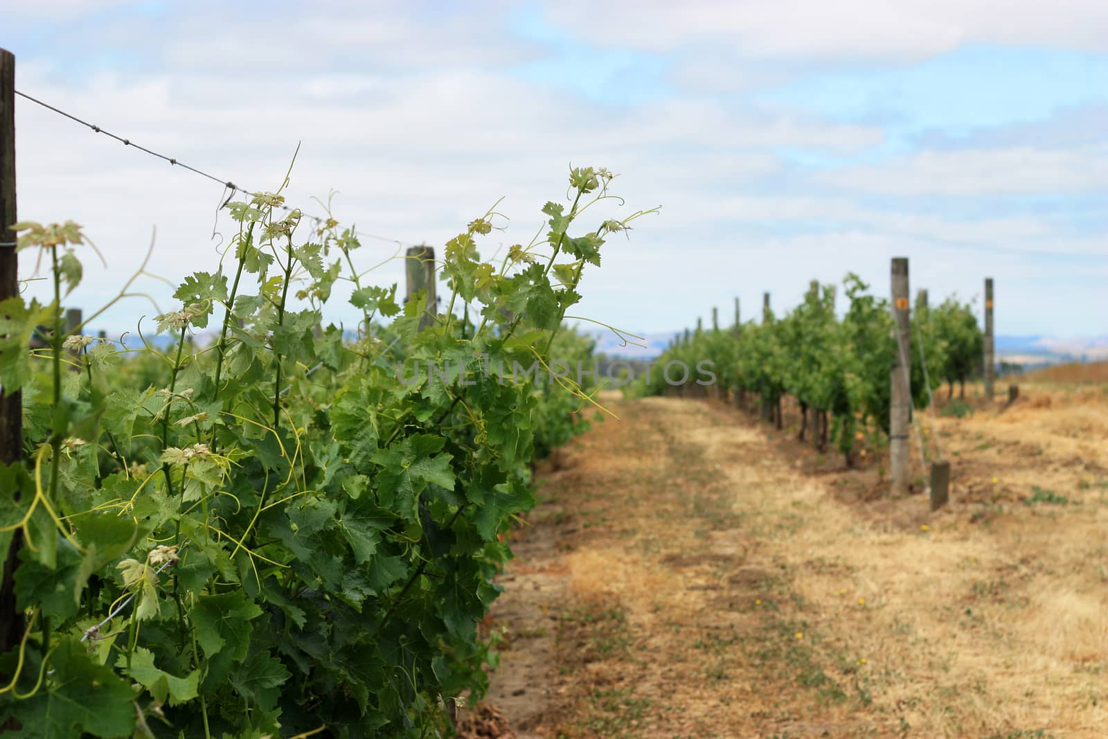 Scene of grape vineyard in Napa Valley
