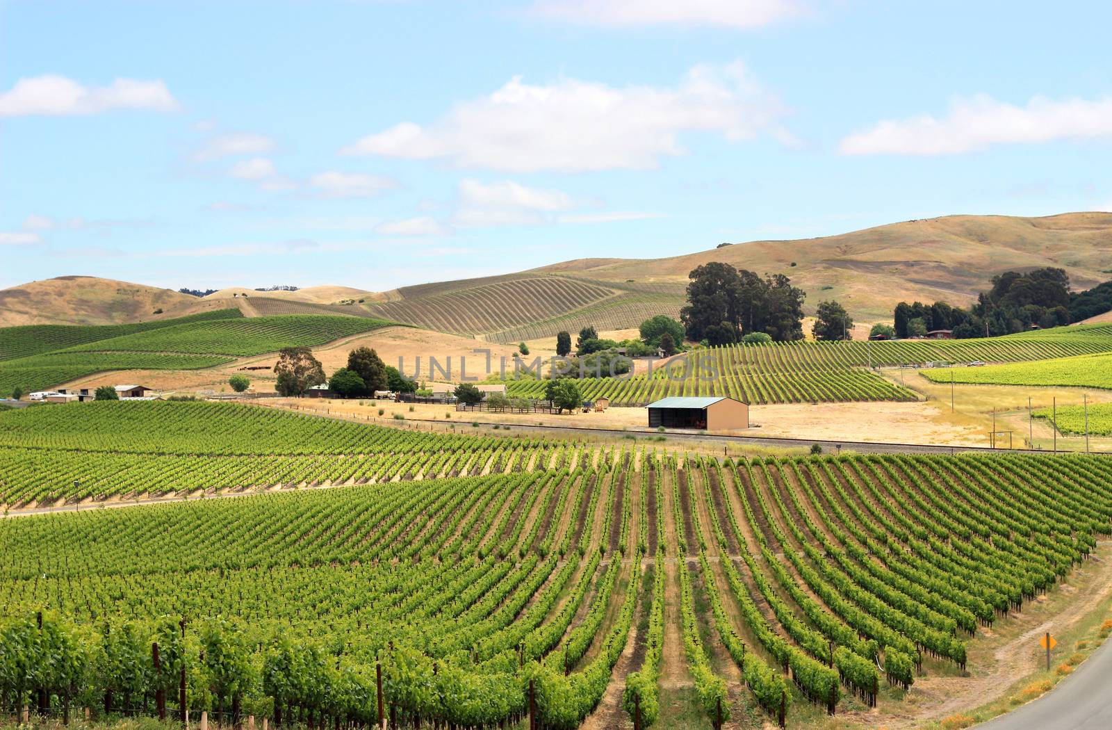 Scene of vineyard field in napa valley by ziss