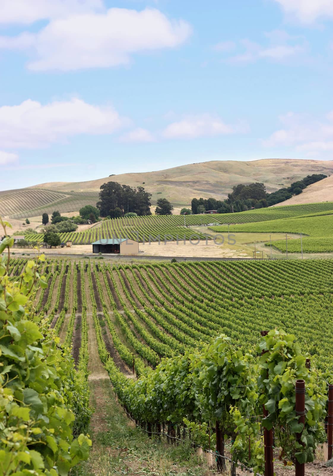 Vineyard hill in napa valley by ziss