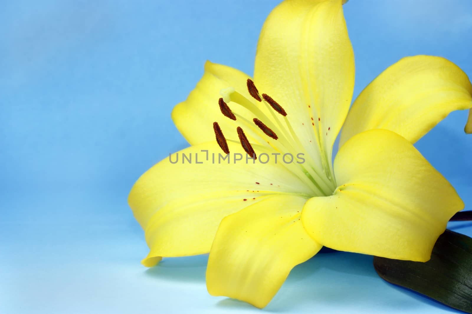 Beautiful yellow lily on blue background by ziss