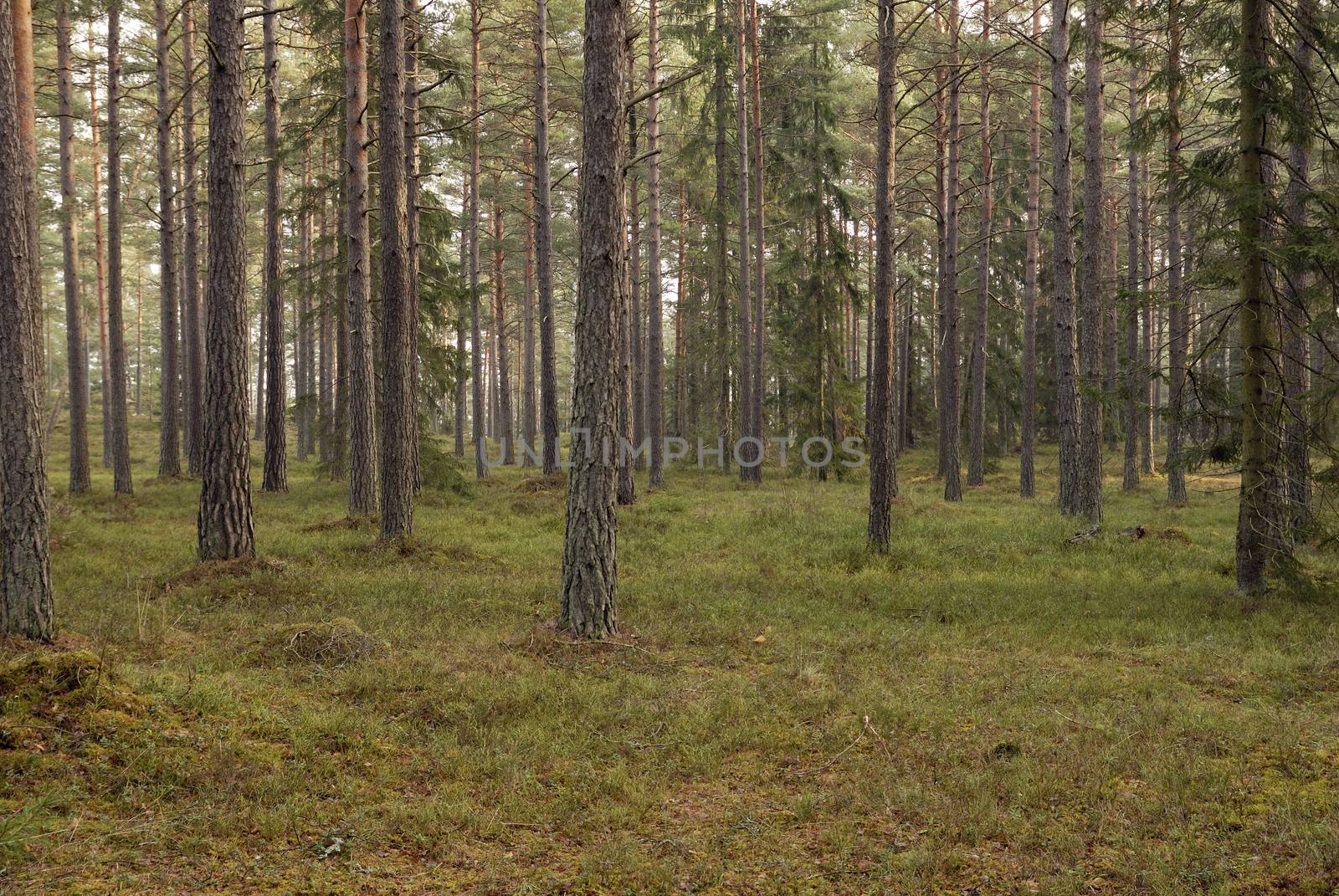Redwood Forest (Ekerö, Sweden).