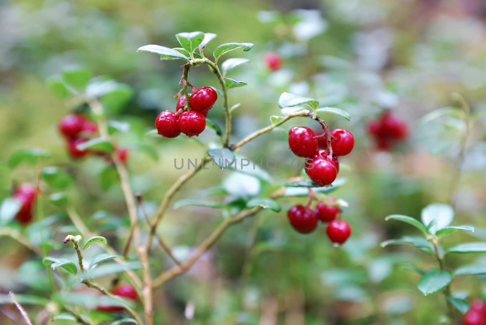 Lingonberry plant (vaccinium vitis idaea).