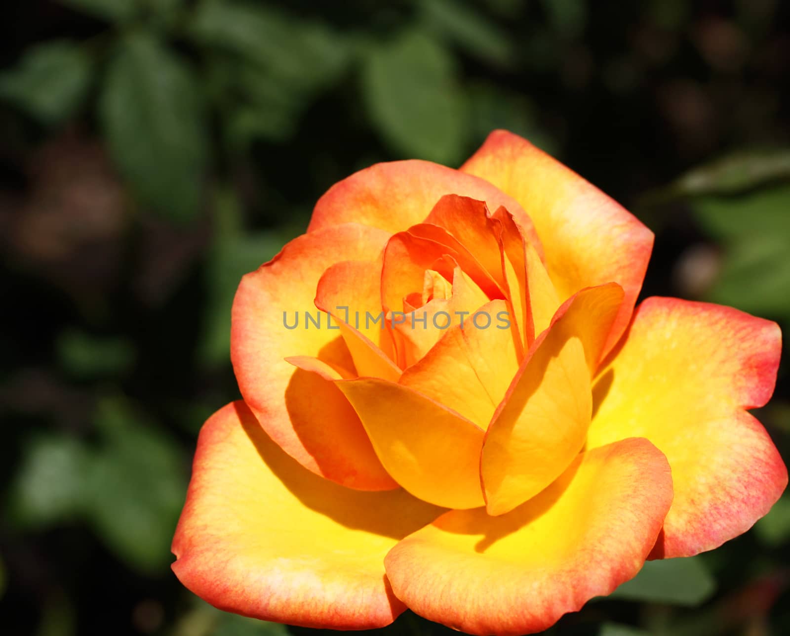 Close up of beautiful open orange rose
