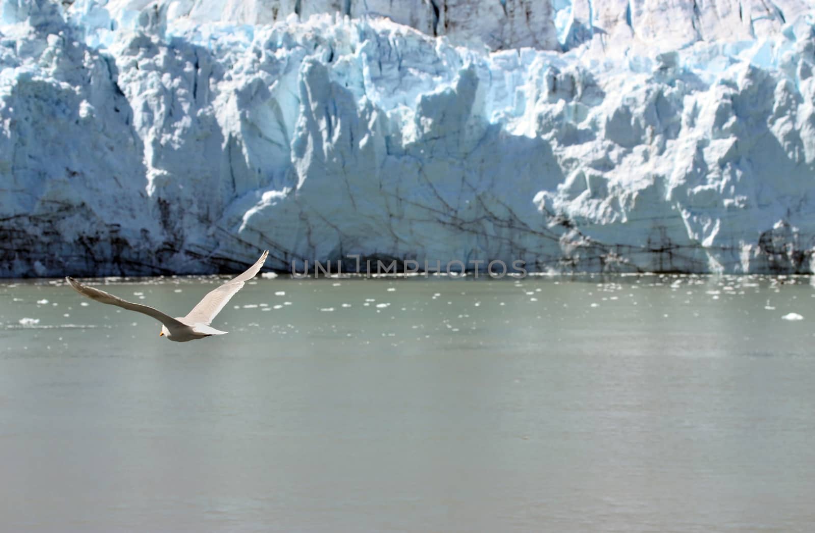 Flying seagull over water near glacier