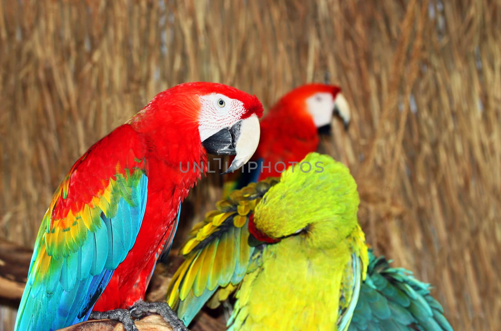 Colorful Macaws on the branch